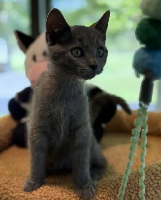 Tuna