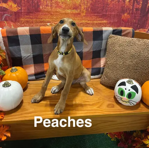 Peaches (P Litter)
