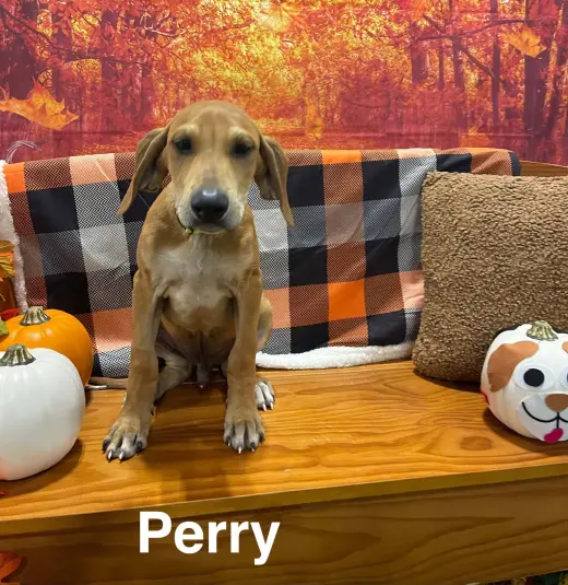 Perry (P litter)