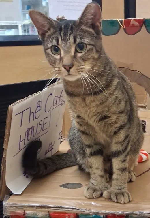 Lovable Hans *FIV+* (polydactyl)
