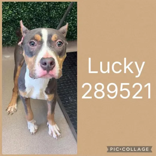LUCKY