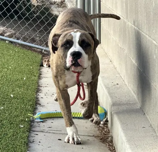 *BOXER