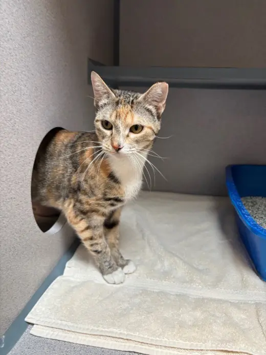 Freyja
