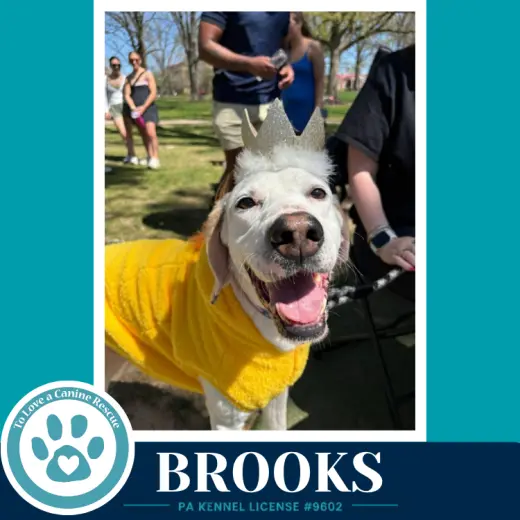 Brooks 091226