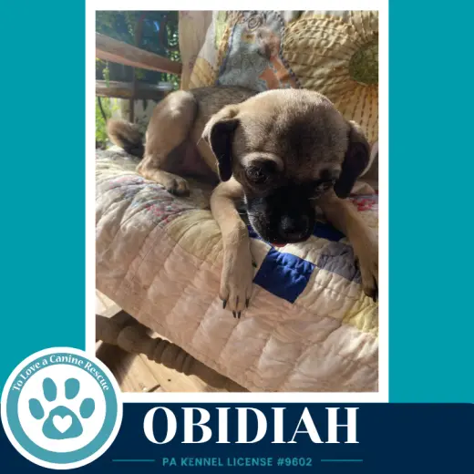 Obadiah (Obi) 091226
