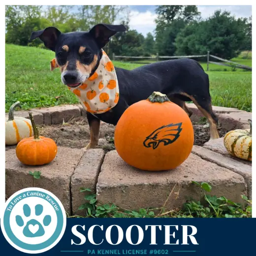 Scooter 091226