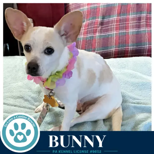 Bunny 091226