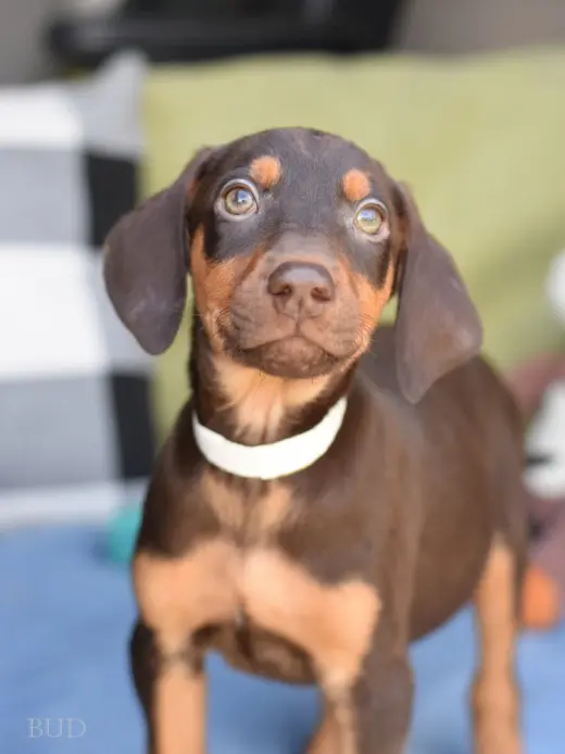 Bud (Briar's Litter)