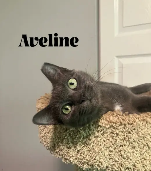 Aveline
