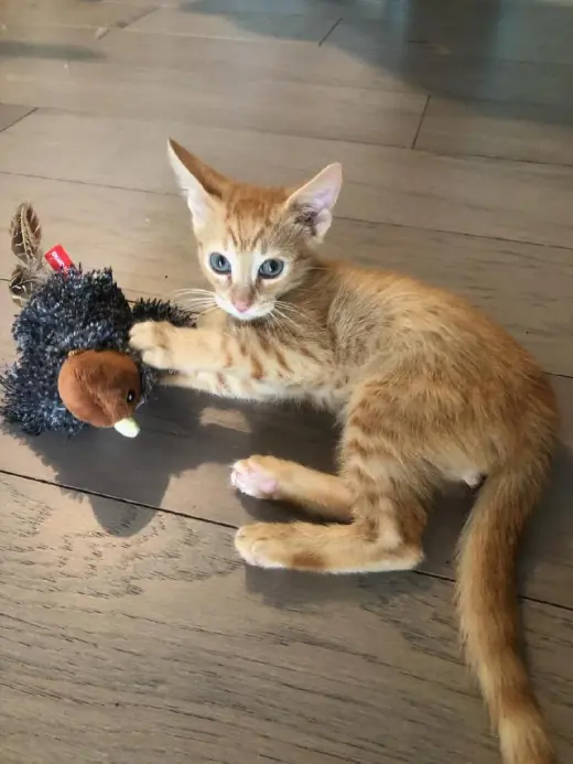 Gingie