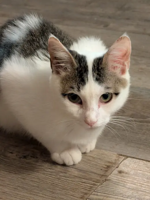 Rambo