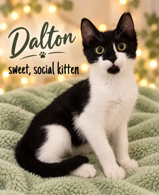Dalton (FCID# 08/25/2026-400)