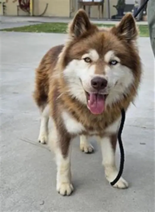 ASTRO