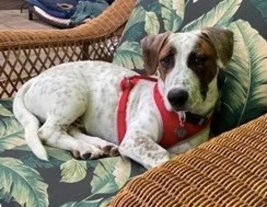 Cooper (NorCal Beagle Rescue)