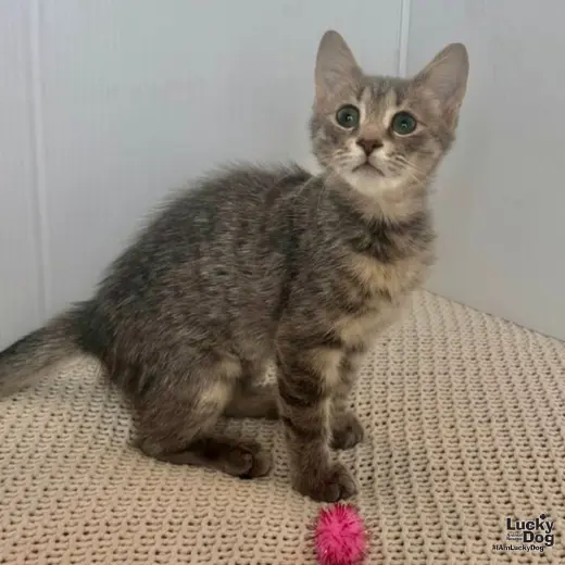 Evie