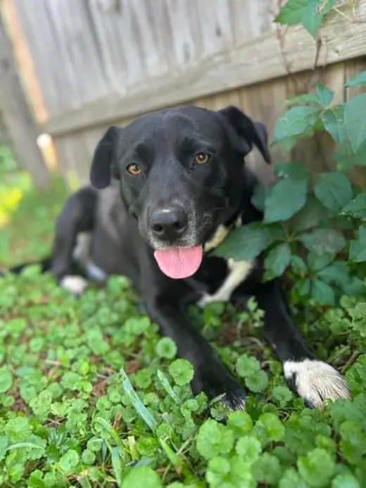 Lilliy ( 1.5 yo, 50lbs)
