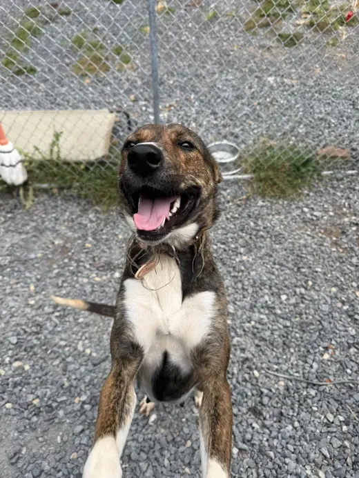 Lucy (3yo, 35Ibs)