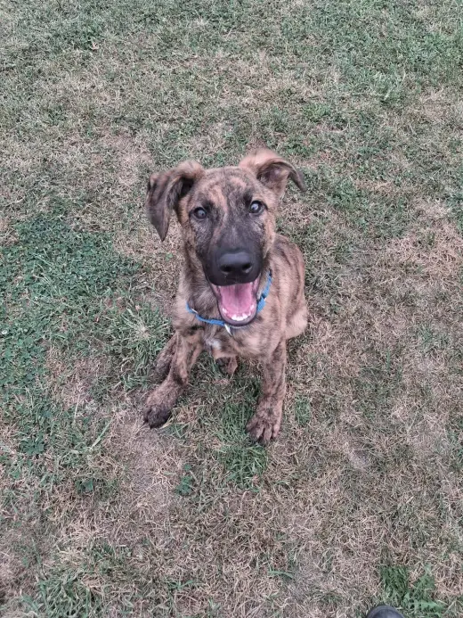 Argus
