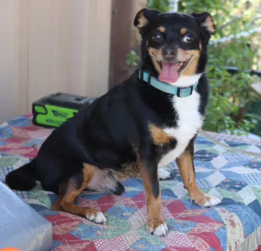 Toby
