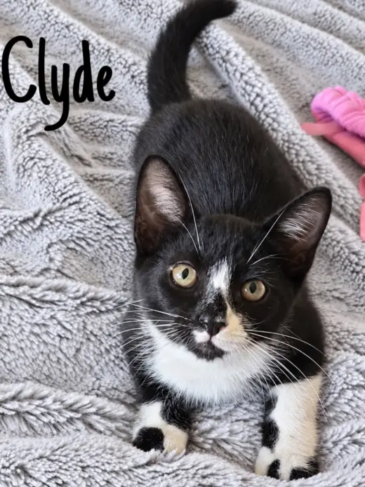 Clyde, Willow Grove Area, (FCID