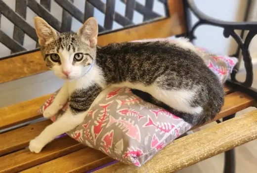Kitten 28064 (Waffle)