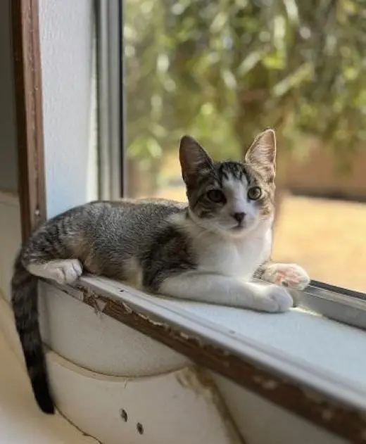 Kitten 27831 (Tammy)