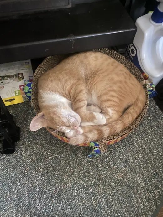 Cannoli, Willow Grove Area, (FCID 06/26/2026-155)