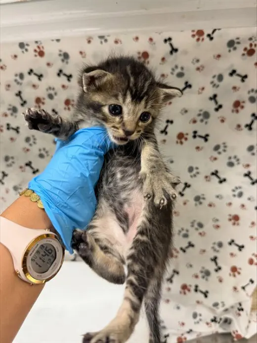 TOM