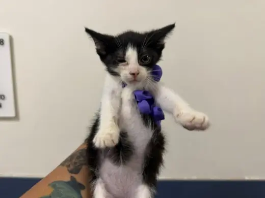 BISCUIT