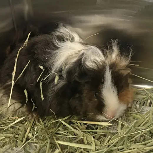 PEPPA