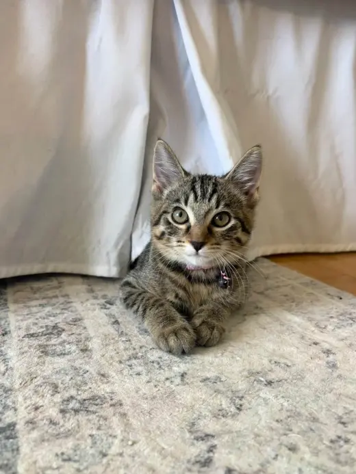 Tabby