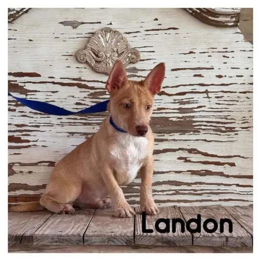 Landon