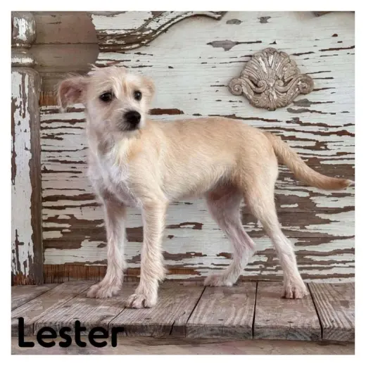 Lester