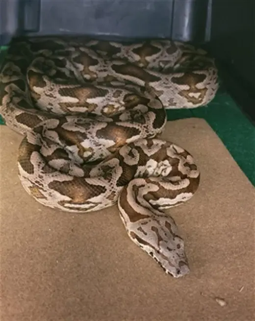 DUMERIL BOA