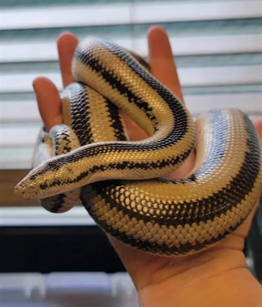 ROSY BOA TWO