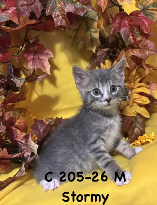 Foster Stormy