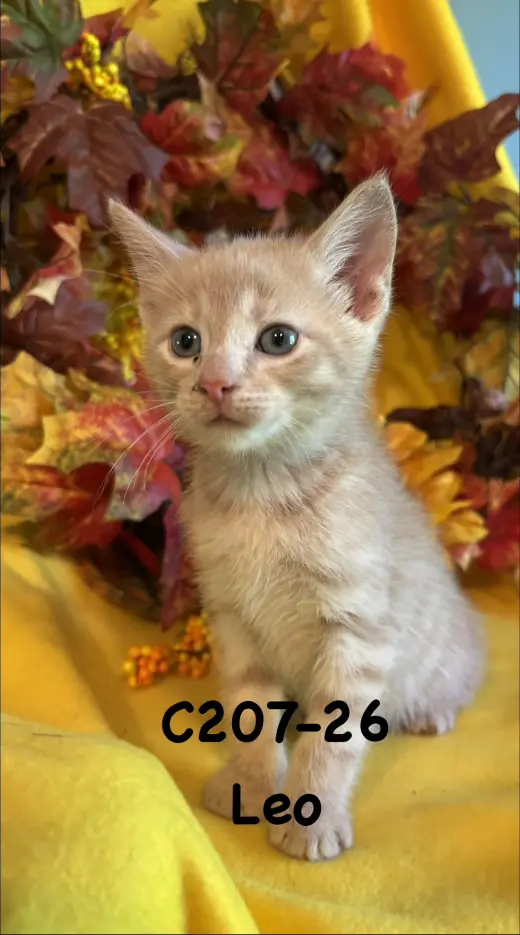 Foster Leo