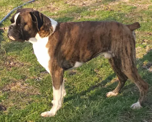 FLASH BRINDLE MALE *NEEDS FOSTER*