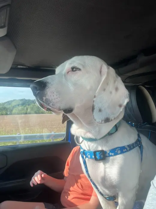 Auggie