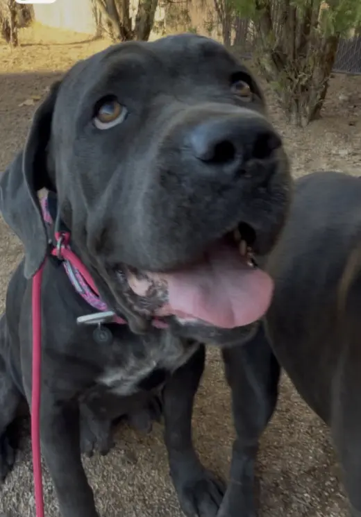Nova