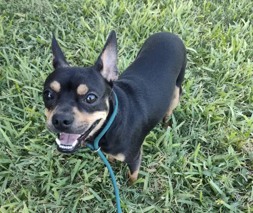Bruno (TX)