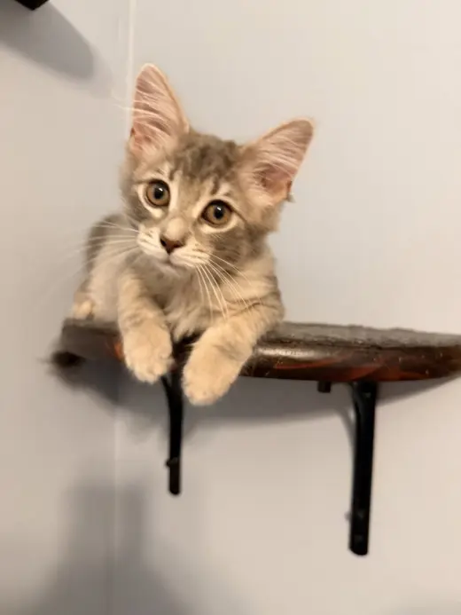 Daphne