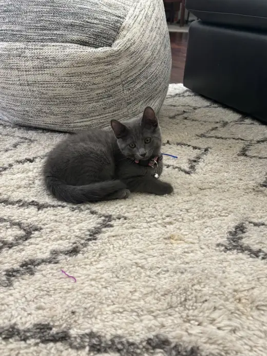 Maybel