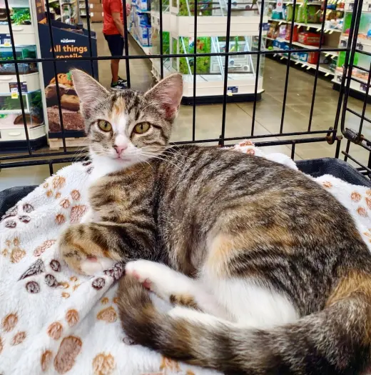 Holgans : Zelda