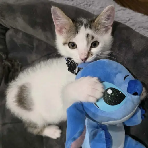 Stitch (aka Corkscrew)