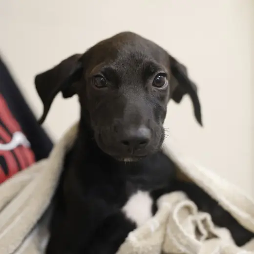 WINSTON