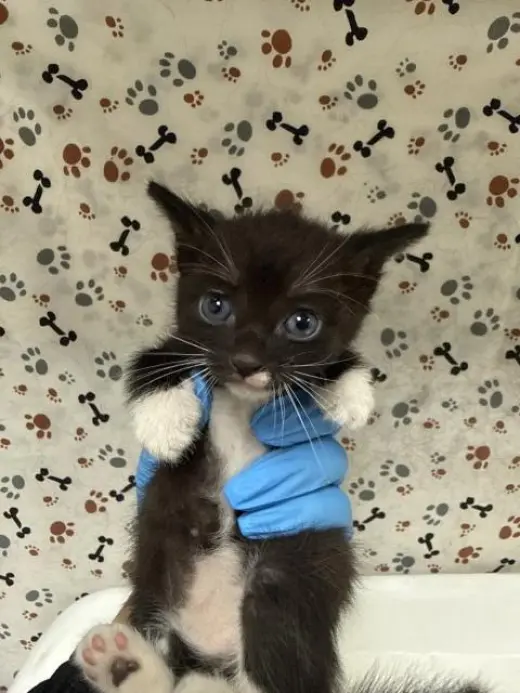 XAVIER