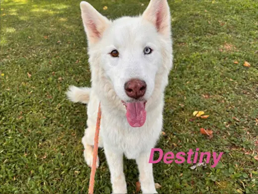 DESTINY