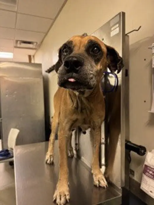 BESSY