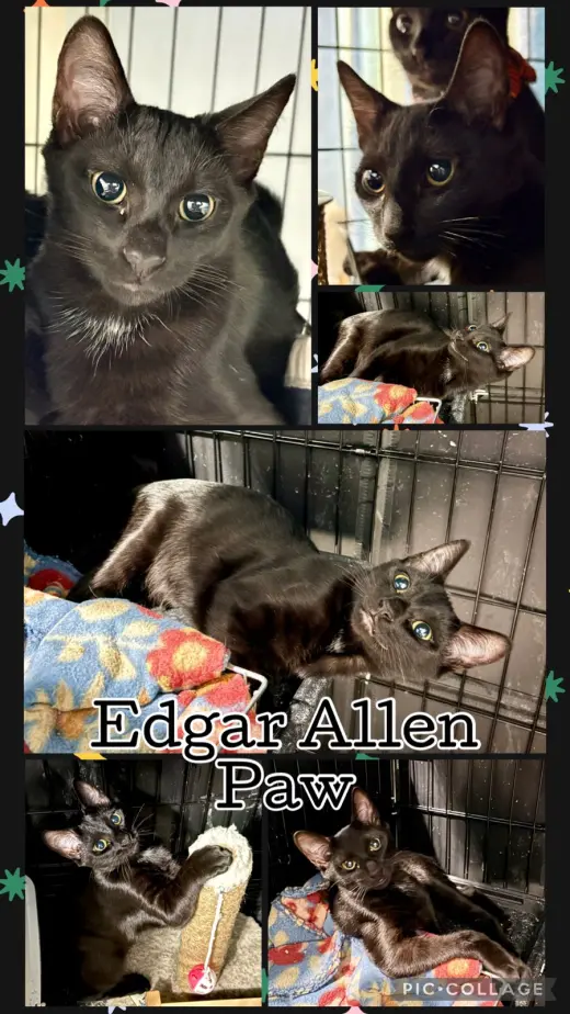 EDGAR ALLEN PAW
